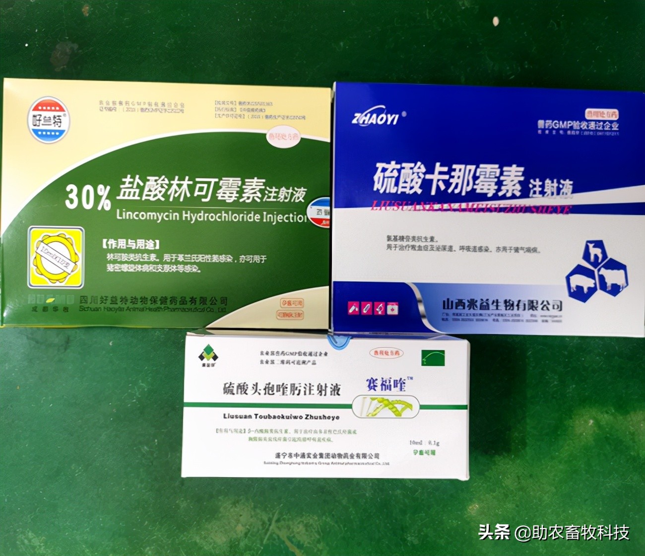 猪场10种常见疾病的症状以及用药防治方案