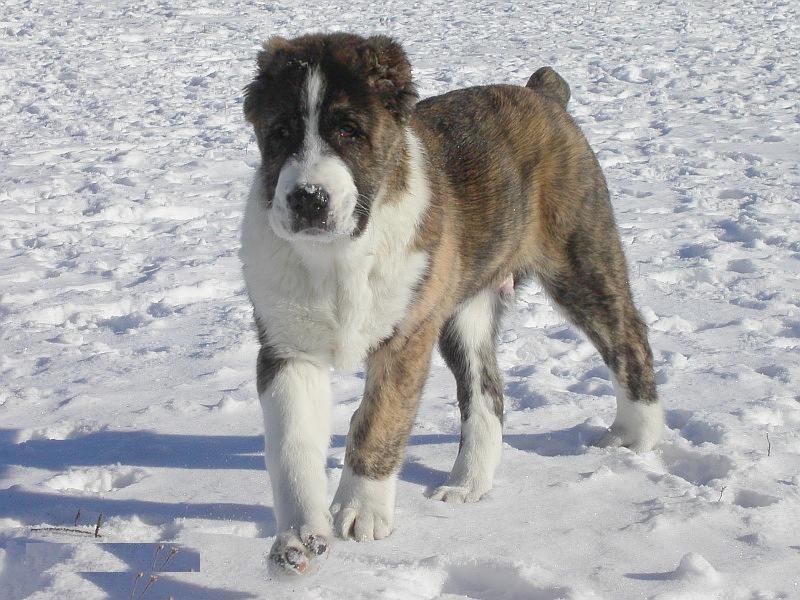 世界杯冠军中亚牧羊犬(中亚牧羊犬，勇猛无畏的战斗猛犬，用眼神就可威慑外敌)