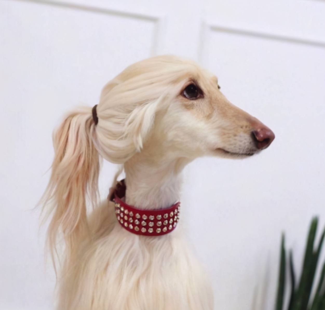 阿富汗猎犬多少钱(威玛猎犬多少钱一只)-万川快讯