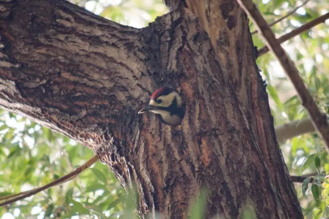 北京这个学校很“火”！坐拥3大花园、果园、动物园，集美貌与知识于一体！