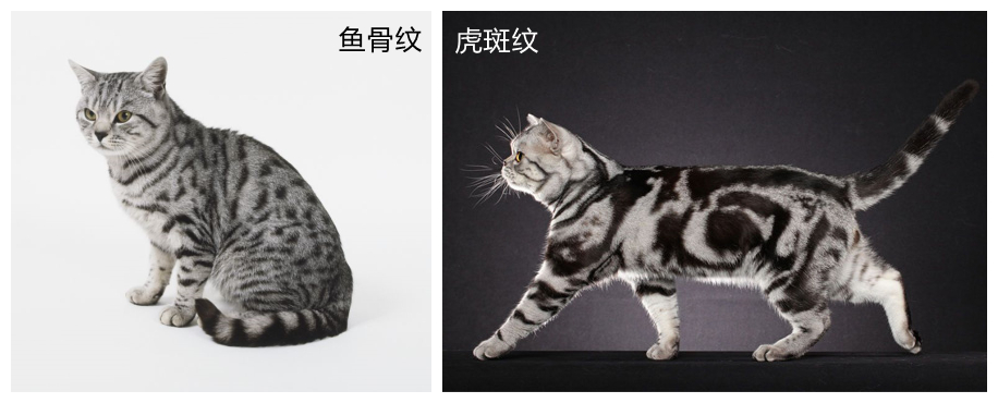 美短银虎斑,美短银虎斑猫多少钱一只