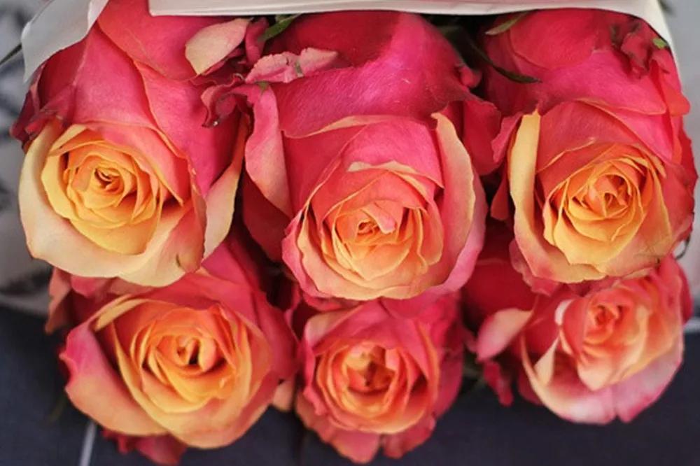 红袖玫瑰花语(一文了解红袖玫瑰代表的含义)