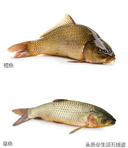 草鱼和鲤鱼的区别（鲤鱼和草鱼2种鱼的区分方法）