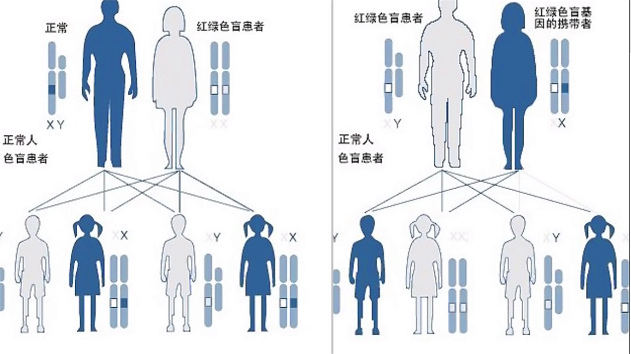 因此,红绿色盲通常是重男轻女,男性(1/12)的整体发病率会比女性(1