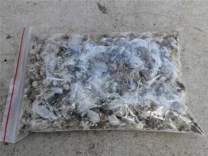 想要长寿花冬天抗冻一点,趁现在撒把肥,叶子厚实开花还多