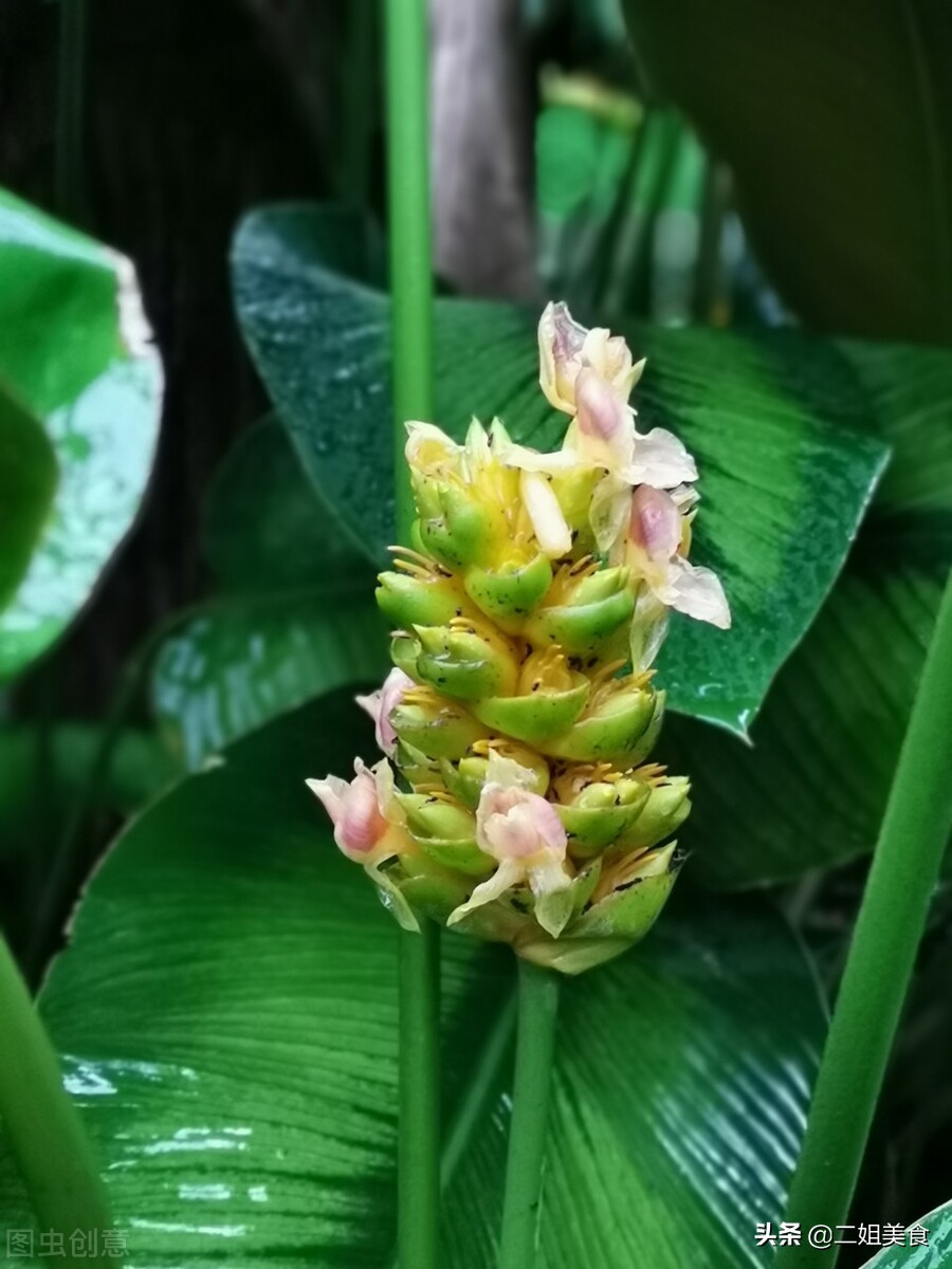 关于箬叶包粽子的美文 _晶羽文学网