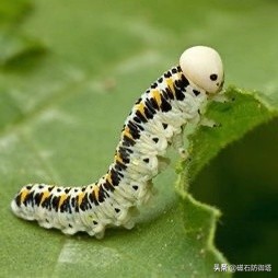 雞湯：從蝴蝶中學會這些，你會受益一生