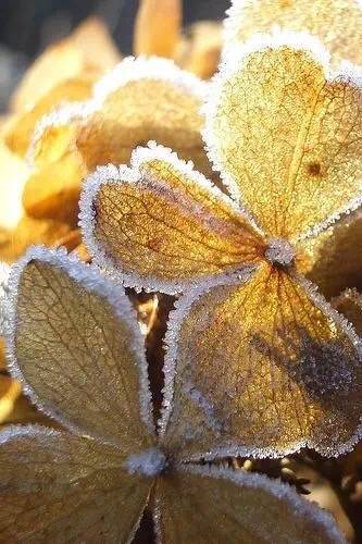 霜字唯美的句子_晶羽文学网