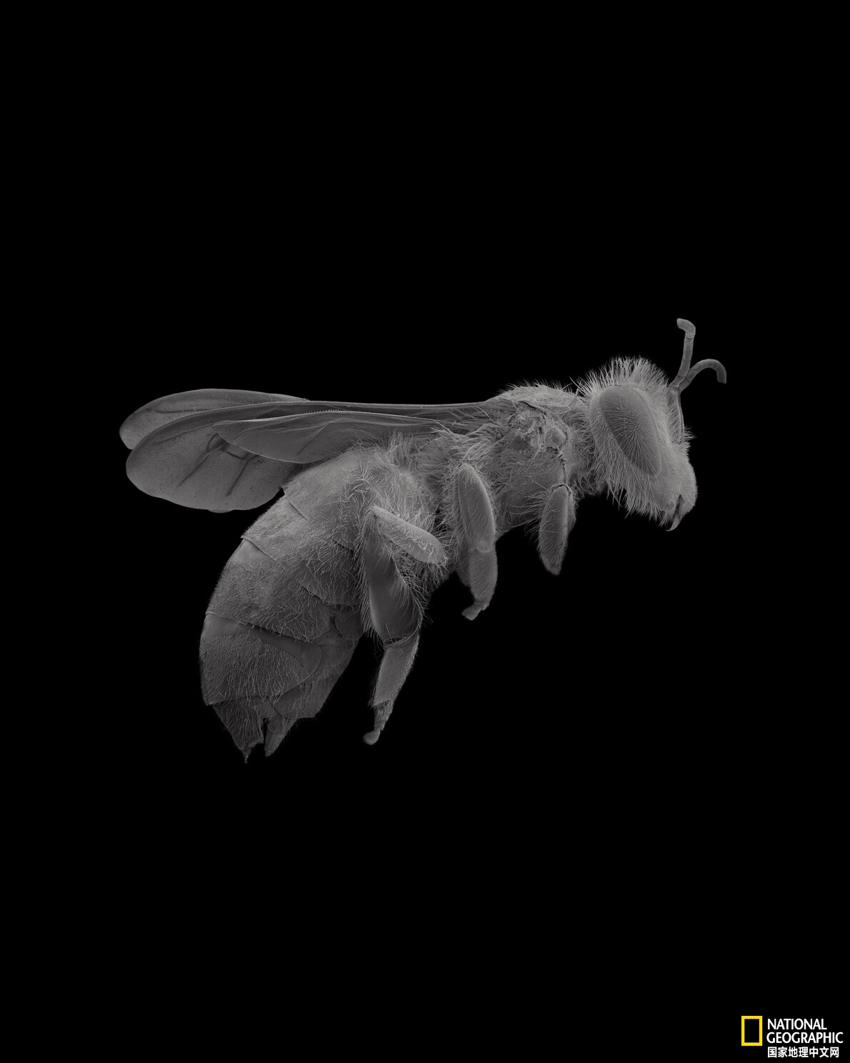 安吉丽娜·朱莉：拥抱蜜蜂的环保卫士
