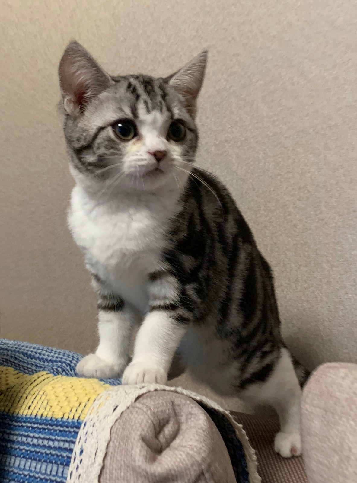 美短猫不适的状态跟平常会大相径庭,要么是很安静