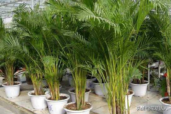 小凤尾竹的养殖方法(凤尾竹的家庭养殖方法，注意这些方面，你也能养好)