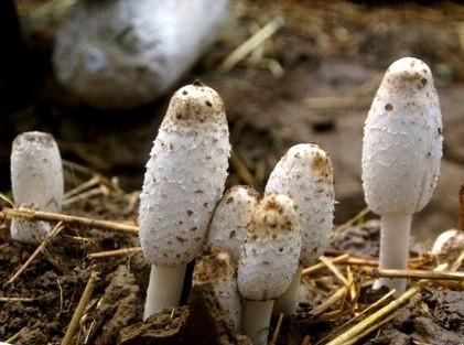雞腿菇圖片,雞腿菇圖片做法大全