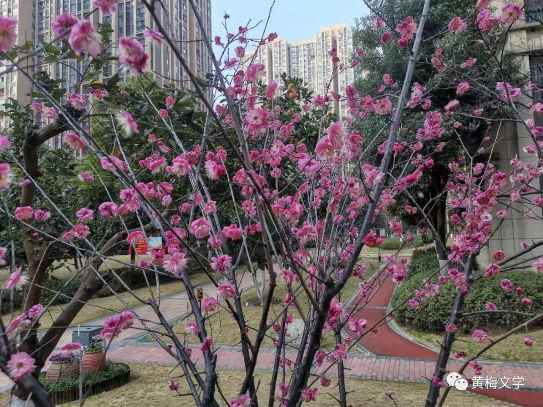 梅花泪一一悼诗友何年生