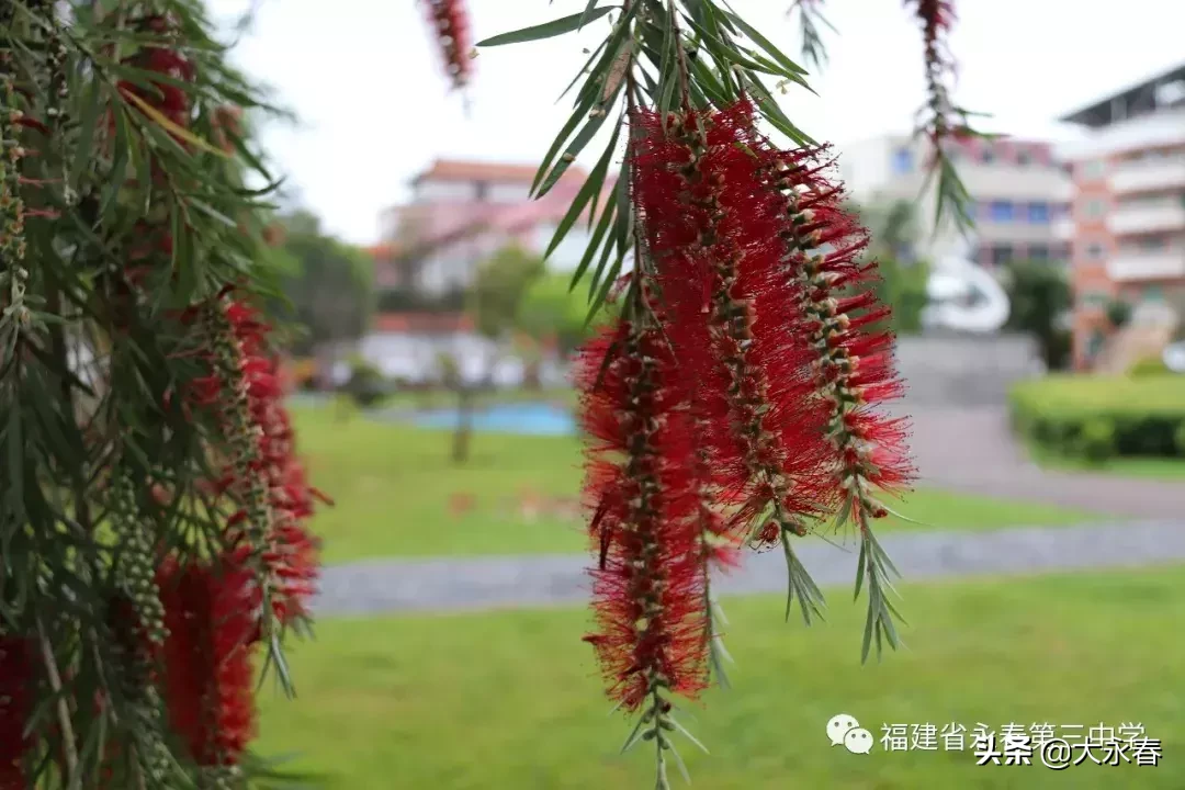 美哉！我们的永春三中