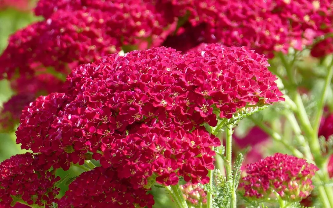 胭脂红景天(20款花境设计，你最爱哪款？（附植物配置清单）)