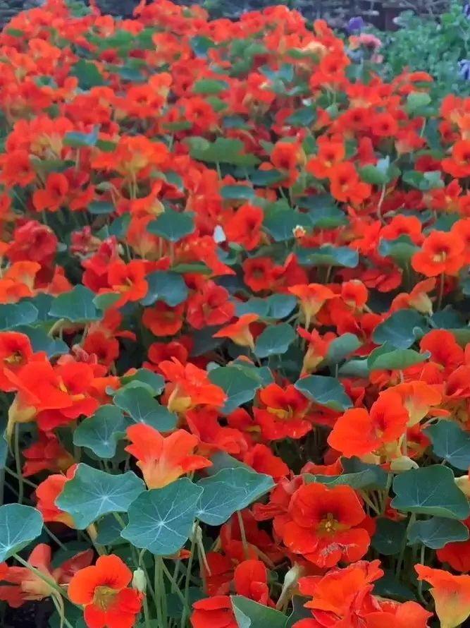 家里养棵爬藤花,防盗窗上养一棵,呼呼开花