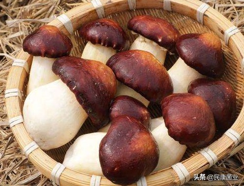 松茸是什么(还不知道赤松茸是什么？吃法用途讲给你)