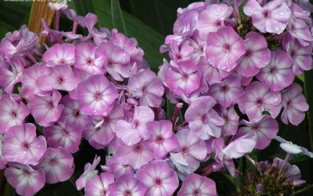 宿根福禄考花期什么时候（夏季里最佳的观花植物）