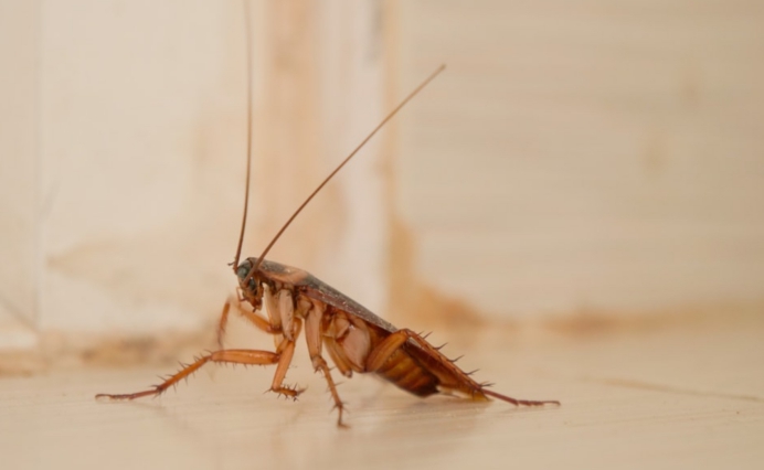 为何北方人很怕南方的蟑螂?