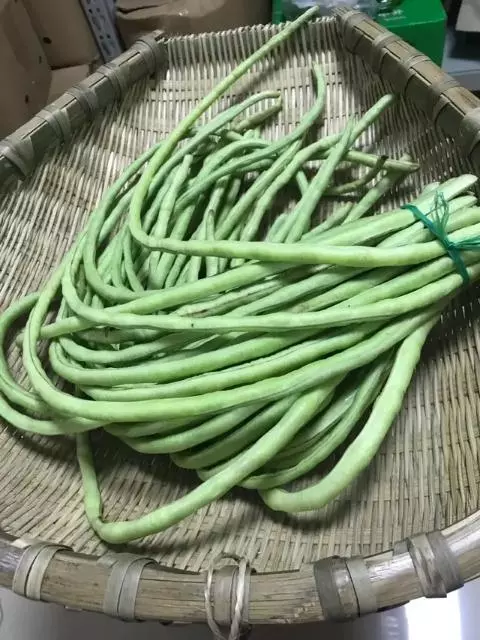 豇豆怎么种植（这才是豇豆的正确种植方法）