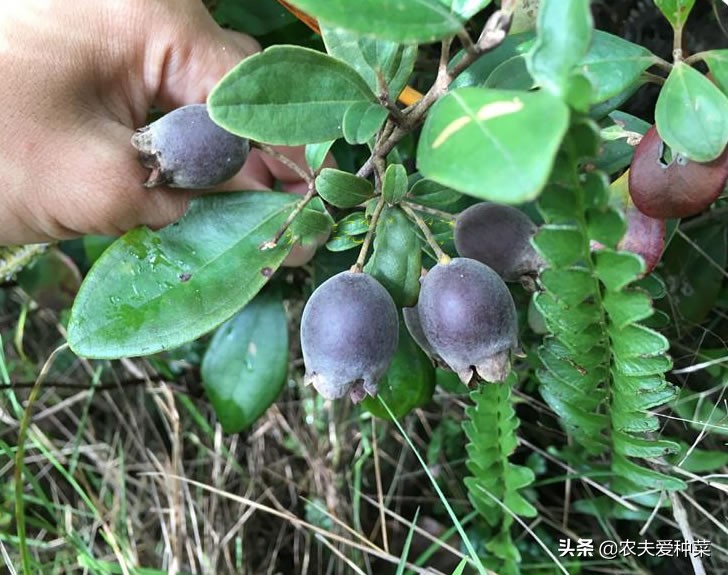 稔子酒的功效与作用（山捻子虽然不起眼但价值高）