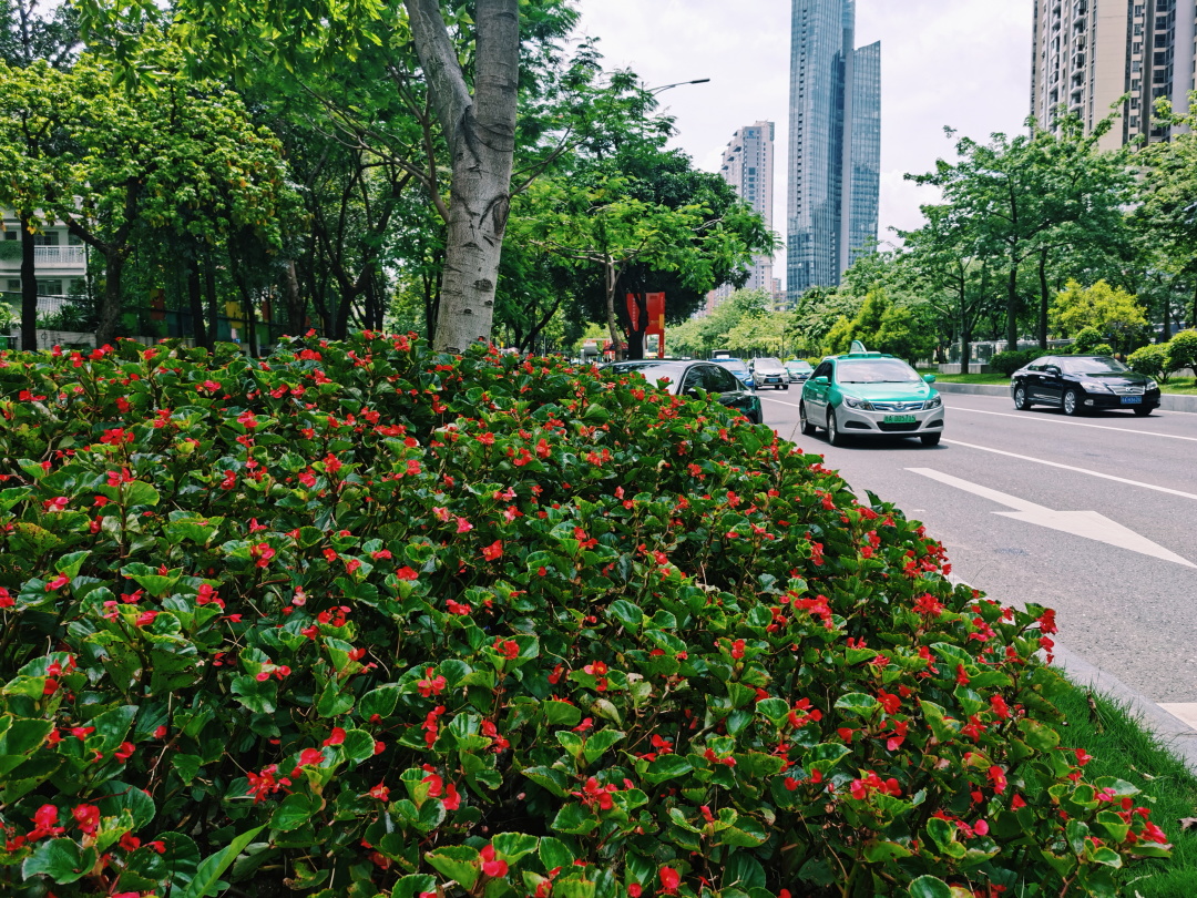 水石榕图片（1分钟带你了解水石榕的真正样子）