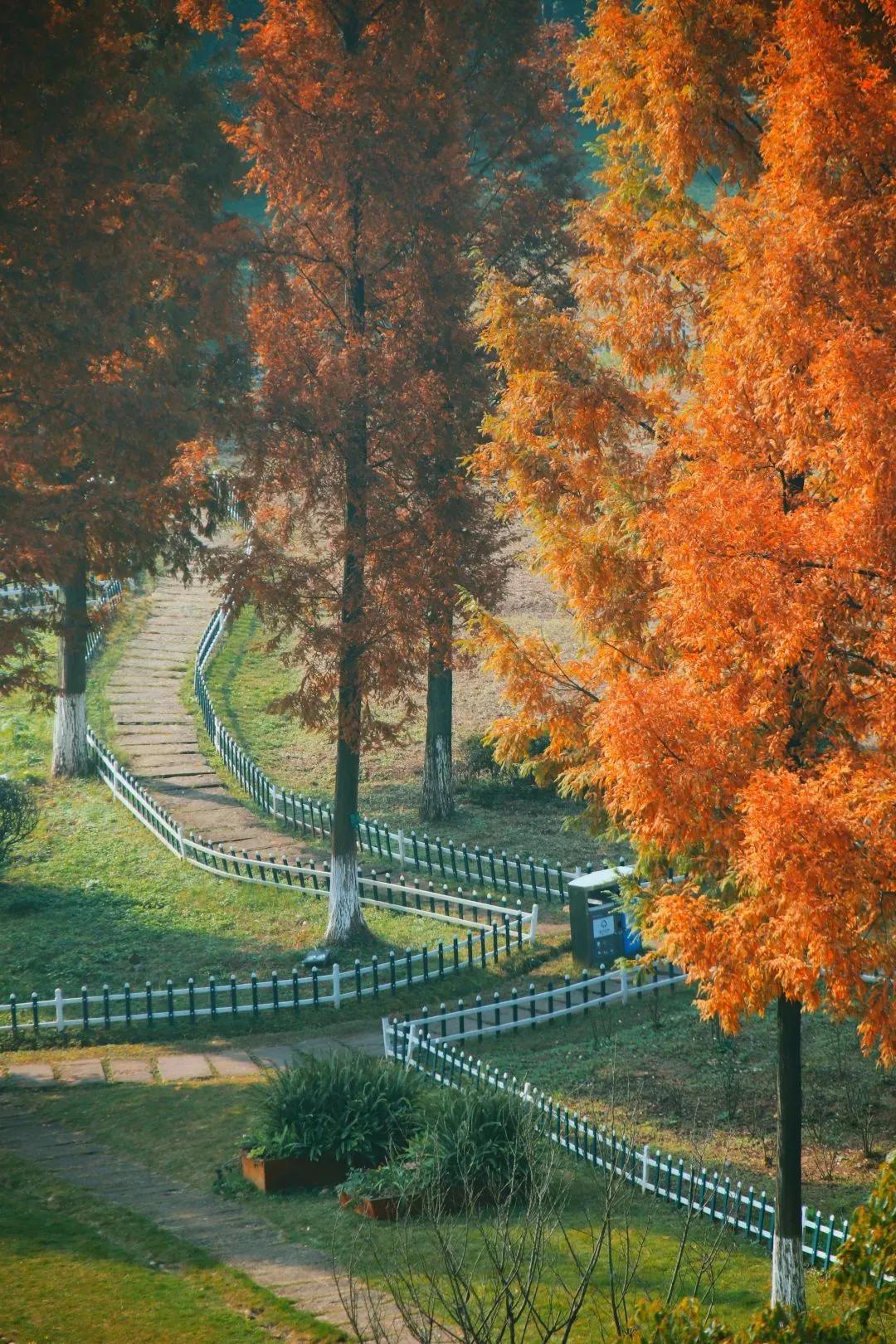 秋的色彩，你见过几分？来重大，共赏古风之韵