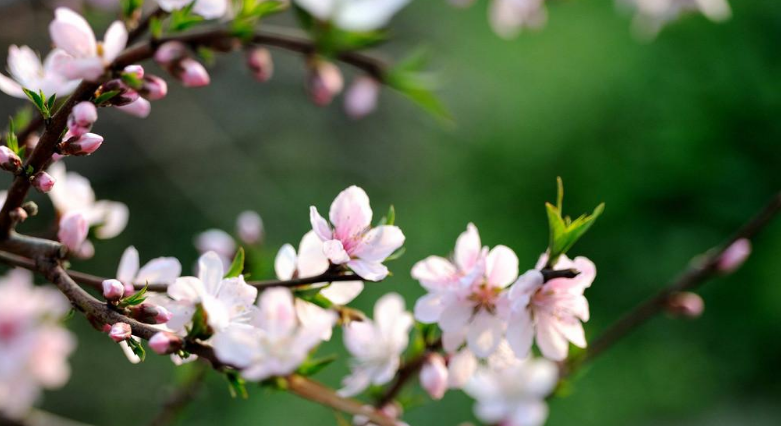 「诗词鉴赏」三月桃花开，十首桃花的诗词，惊艳了整个春天