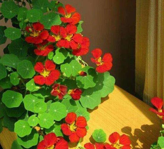 旱莲花怎么种植方法(旱莲花怎么种植方法视频)-币圈之家