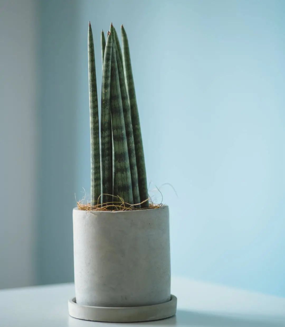 常见50种植物（50种常见的室内盆栽绿化植物）