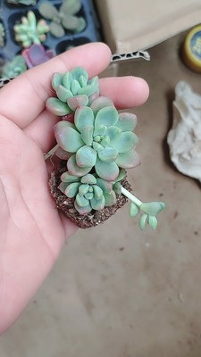 盆栽多肉植物根粉介壳虫患虫害原因及防治方法 佳辰