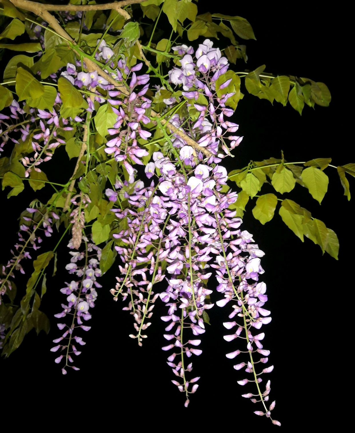 可以当传家宝的风水植物，院里种一棵，开花就是千万朵，紫气东来