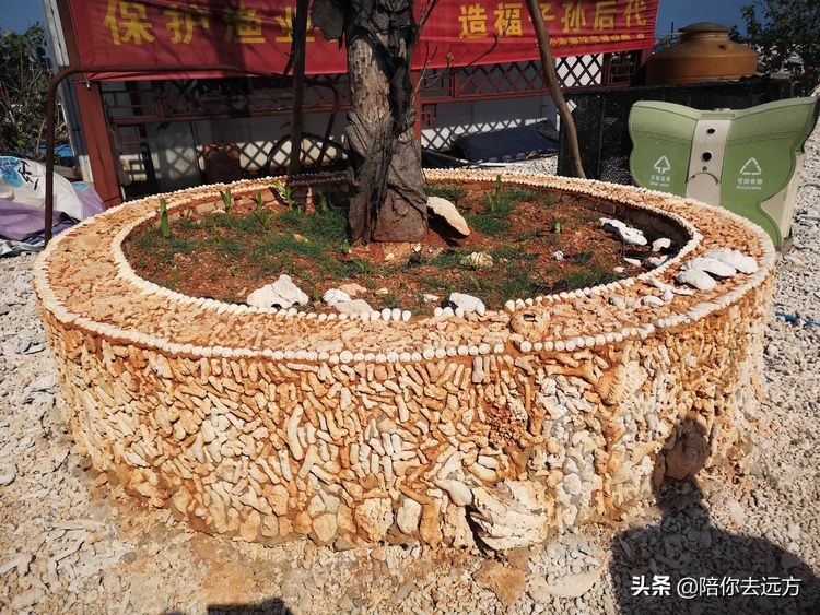 西沙~南海中的一片莲