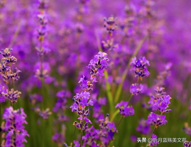 心中有你，时光不老，真情不散