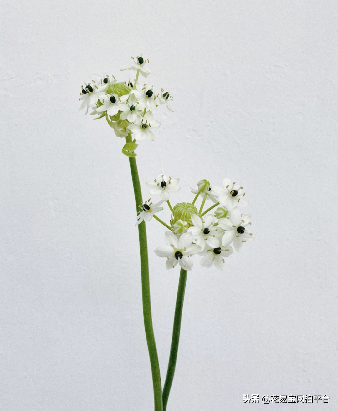 圣心百合花语（超级省心的新晋网红花材花语揭秘）