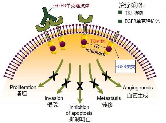 听说过靶向治疗，可你知道EGFR吗？