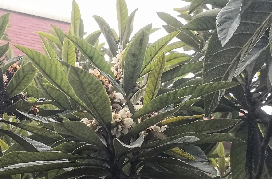 院子里种石榴树的禁忌（7种镇宅树有空地种一棵）