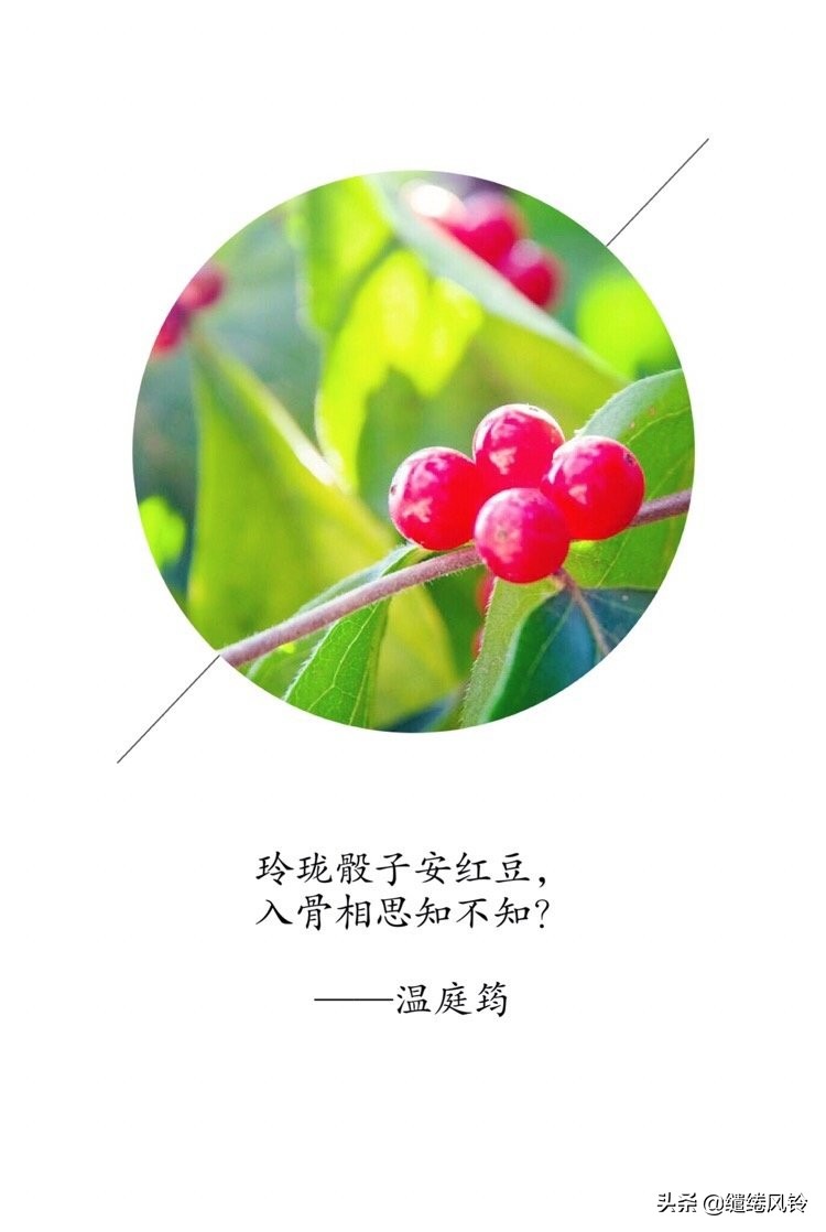 玲珑骰子安红豆,入骨相思知不知——九首红豆诗词,遥寄相思意!