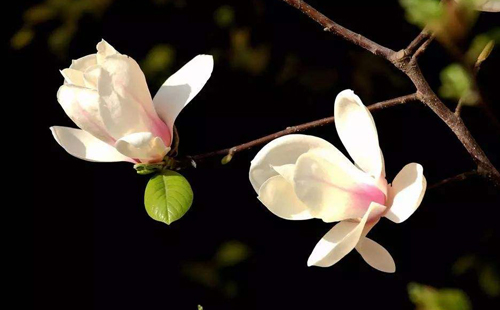 关于玉兰花的诗词十首