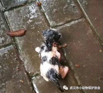 它们在雨中，孤独而又绝望...