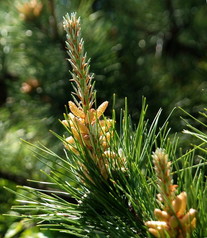 落叶松图片(人间草木) - 赤虎壹号