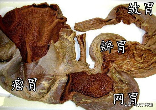 牛皱胃位置图片