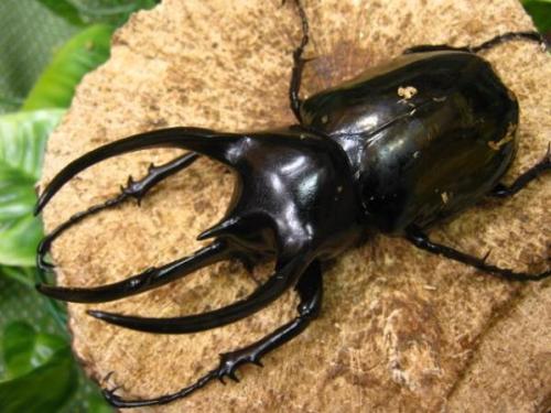 甲虫吃什么东西长大的(详细的甲虫种类大全)