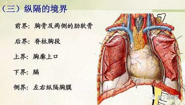 纵隔解剖 + 纵隔疾病X线诊断要点