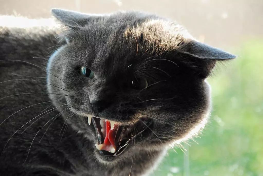 猫叫声的含义 _飞翔号