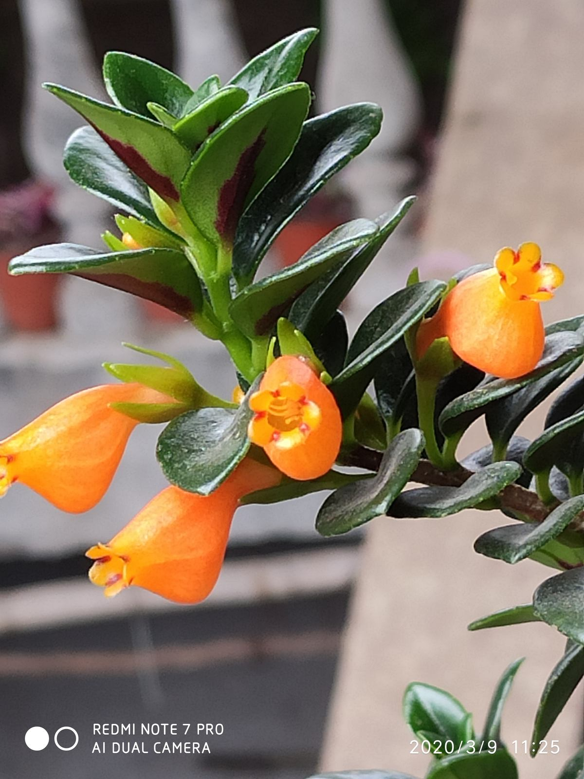 开花多，好养活，抗病虫，这才应该是“真正网红花”