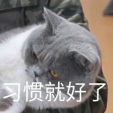 蒂姆嘟嘟tim猫品种(今天的猫猫也是元气满满呢)