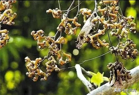 这种东西叫土瓜清甜可口 可做菜炒着吃，可做生果吃你们那叫什么