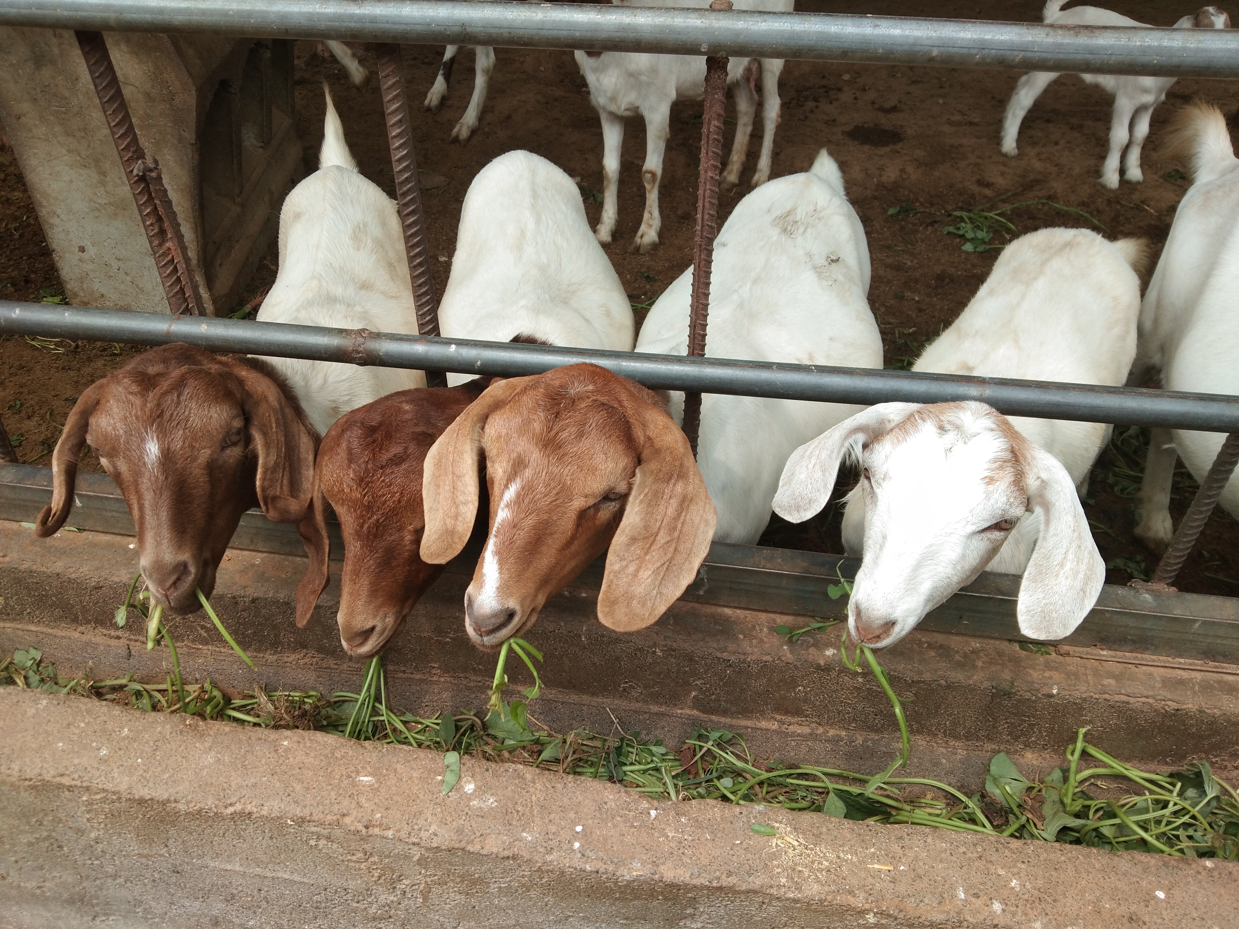 好多网友都在视频里看过我的种公羊,说实话样子确实不咋地,这也是好多