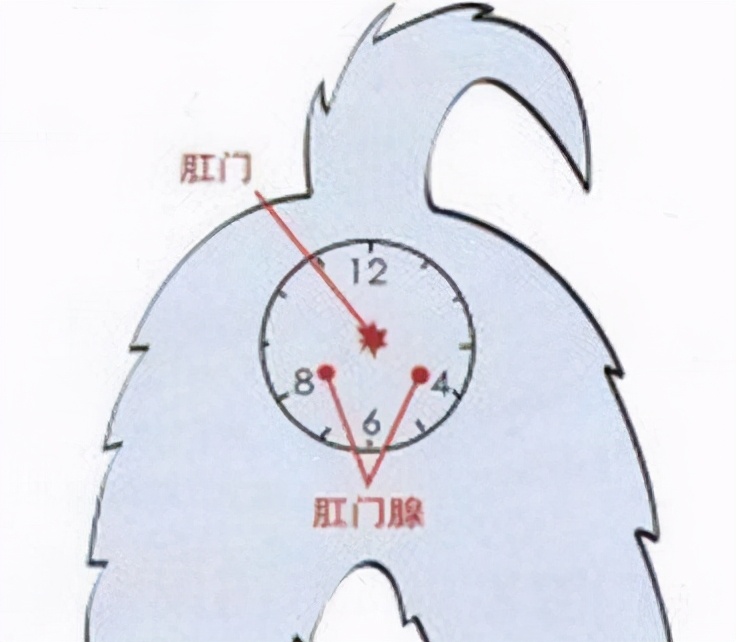 养狗知识：如何帮狗狗挤肛门腺？